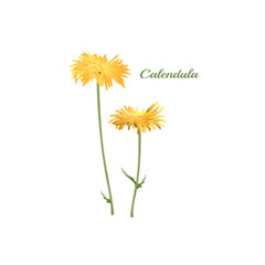 календула на белом фоне, векторная иллюстрация