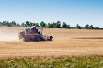 Fototapeta premium Combine harvester in a field
