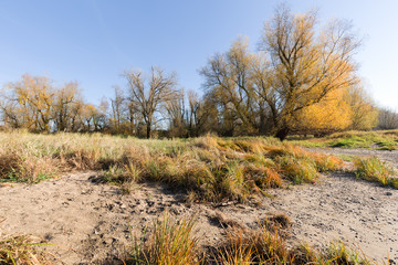Autumn Mood at River Rhine / Germany