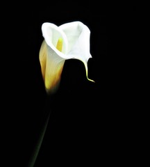 White calla lilies , over black background