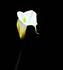 White calla lilies , over black background