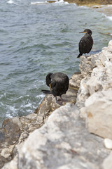Great Cormorant Birds in Istria, Croatia