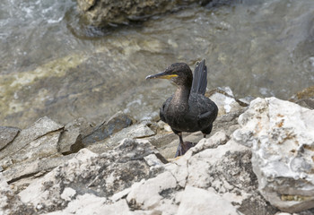 Great Cormorant Bird in Istria, Croatia
