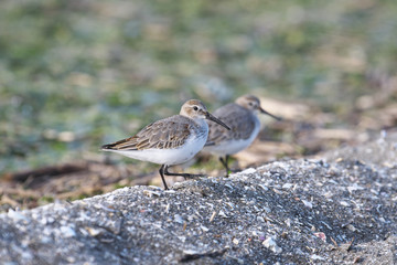 ハマシギ(Dunlin)