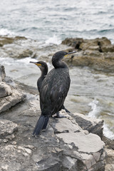 Great Cormorant Birds in Istria, Croatia