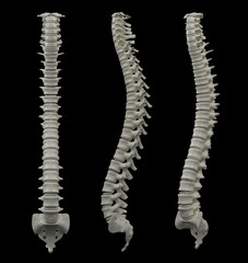 3d rendered of illustration - human spine
