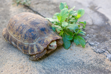 Turtle on floor cement ,Thailand