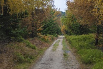 Fototapeta na wymiar Trail in Polish part of Jizera Mountains - autumn