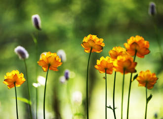 Obraz premium Alpine flowers in Altai Mountains, Siberia, Russian Federation