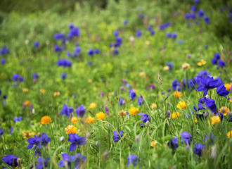 Alpine flowers in Altai Mountains, Siberia, Russian Federation