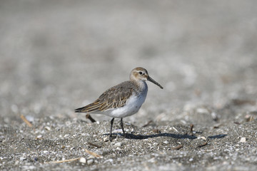 ハマシギ(Dunlin)