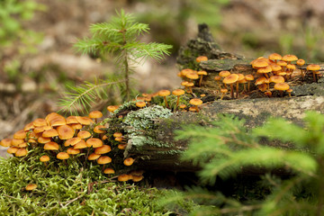 Xeromphalina kauffmanii