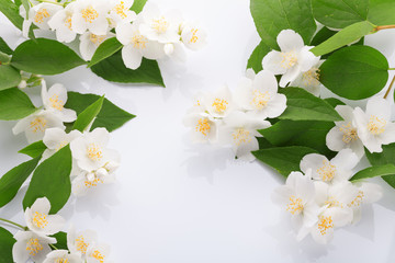 White flowers of jasmine on the white