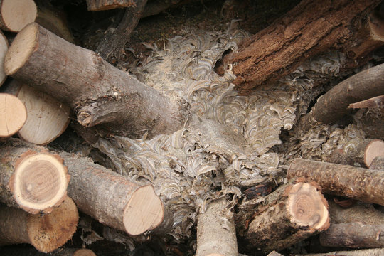 Nido di calabroni all'interno di catasta di legna