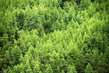 Young pine tree forest background