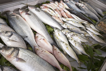 Deniz &Uuml;r&uuml;n&uuml;