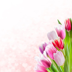 Valentines Day Background with Tulips