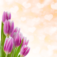 Valentines Day Background with Tulips