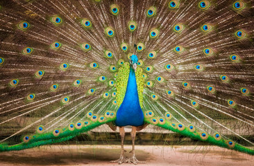 Obraz premium Portrait of beautiful peacock