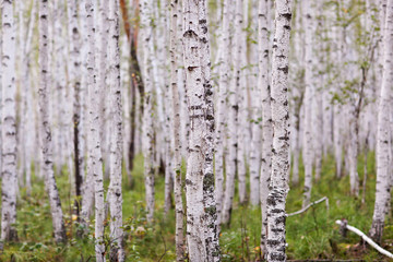 Forest with white brich at the summer day