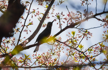 Silhouette Bird on Cherry BlossomTree