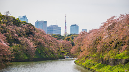 Naklejka premium Sakura blossom at Kitanomaru Garden, Tokyo, Japan