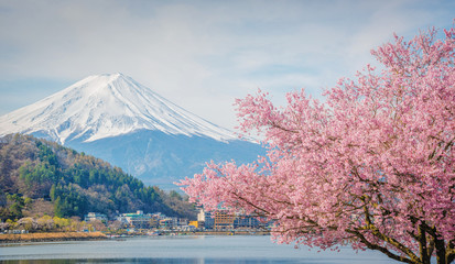 Mountain Fuji in spring ,Cherry blossom Sakura - obrazy, fototapety, plakaty