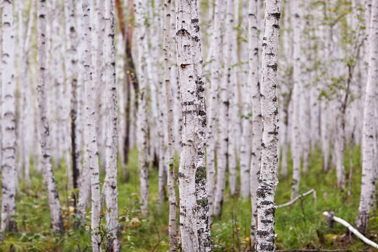 Fototapeta Forest with white brich at the summer day