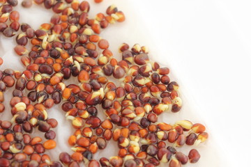 成長中のブロッコリースプラウト