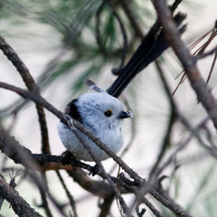 Long-tailed Tit (Aegithalos caudatus).