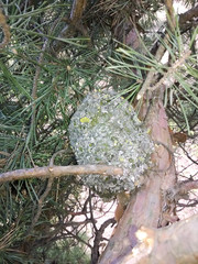 Aegithalos caudatus. The nest of the Long-tailed Tit in nature..