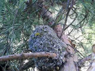 Aegithalos caudatus. The nest of the Long-tailed Tit in nature..