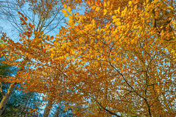 Beech forest in sunlight at fall