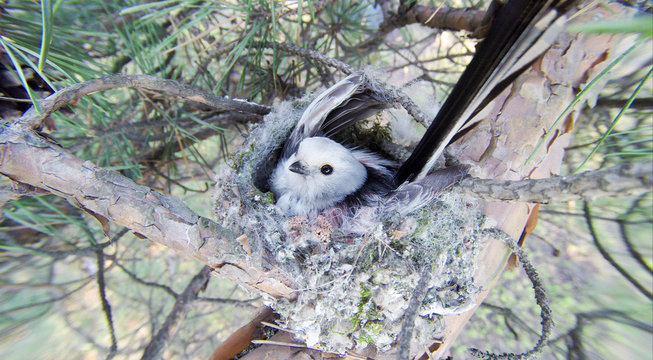Aegithalos caudatus. The nest of the Long-tailed Tit in nature..