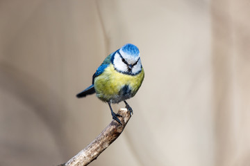 Blue tit (Parus caeruleus)