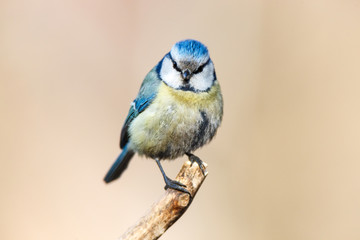 Blue tit (Parus caeruleus)