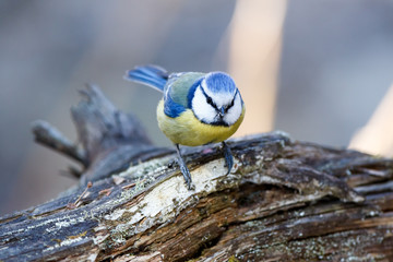 Blue tit (Parus caeruleus)