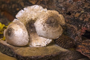 The parasol mushroom (Macrolepiota procera) - edible mushroom