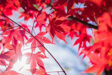 autumnal background, slightly defocused red maple leaves