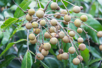 Longan fruit on the tree in the garden, Thailand .