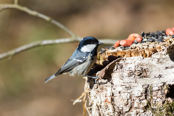 Coal Tit (Parus ater)