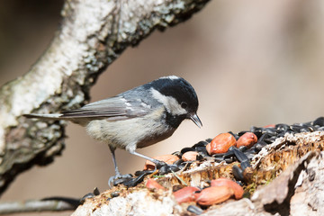 Coal Tit (Parus ater)