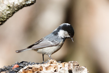 Coal Tit (Parus ater)