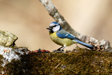 Blue tit (Parus caeruleus)