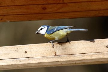 Blue tit (Parus caeruleus)