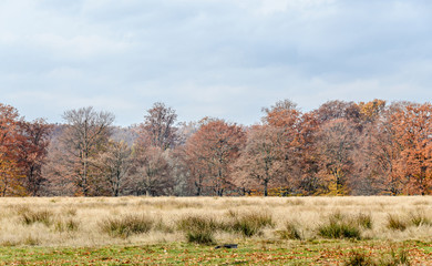 Fototapeta premium Colored trees in autumn time, outdoor park, yellow orange leaves