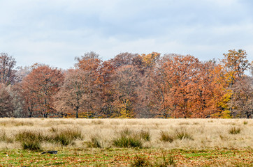Fototapeta premium Colored trees in autumn time, outdoor park, yellow orange leaves