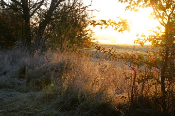 Obraz na płótnie Canvas The sun hits the frost in the grass in November