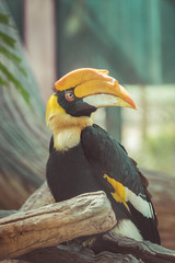Great hornbill (Buceros bicornis), also known as the great India