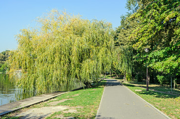 Green willow tree near lake, park with alley